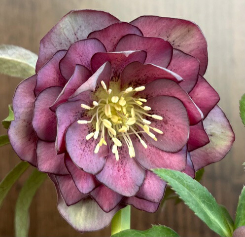 楽天市場】広瀬園芸 クリスマスローズの通販