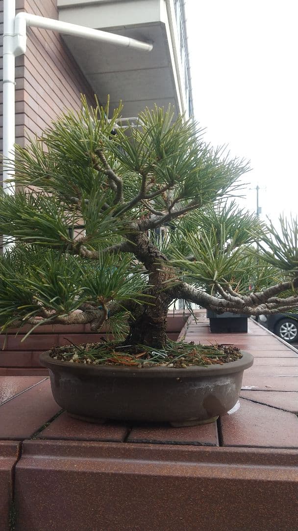 小品吾妻五葉松 樹齢約３０年 吾妻五葉松の盆栽を販売｜盆栽妙 – 盆栽妙 本店